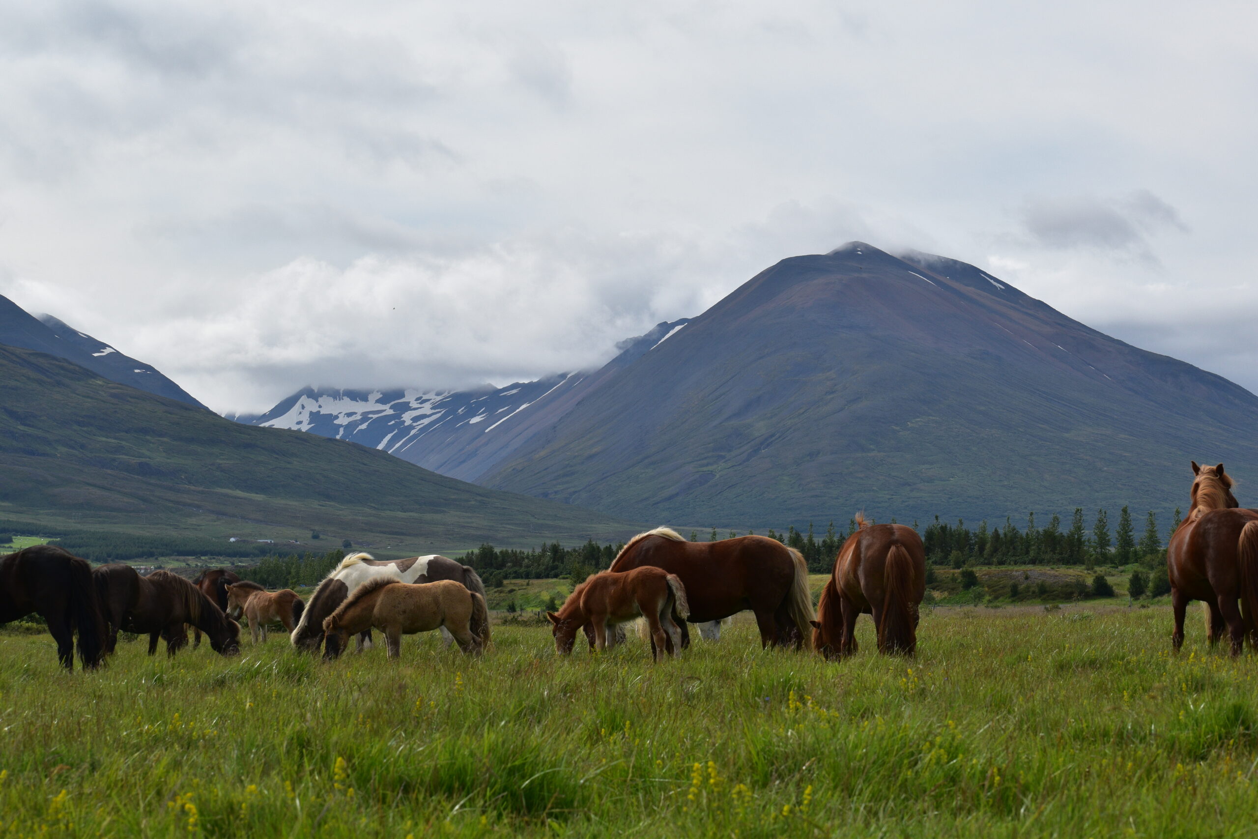 Horses in front of Sandfell
